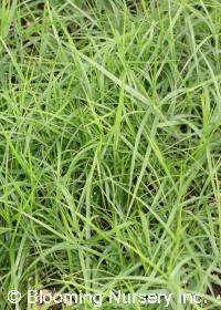 Carex muskingumensis 'Little Midge'